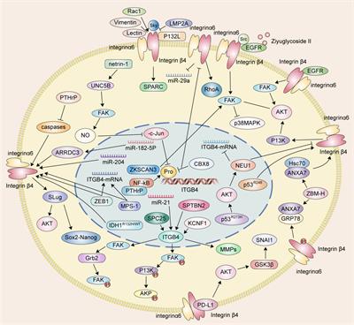 The mechanism of ITGB4 in tumor migration and invasion